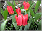 foto Tulipani